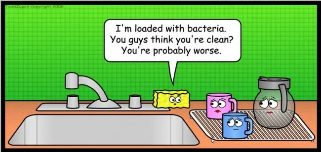 bacteria