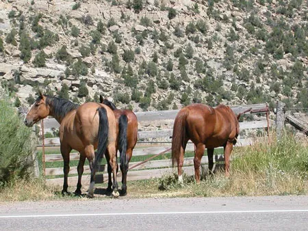 horses