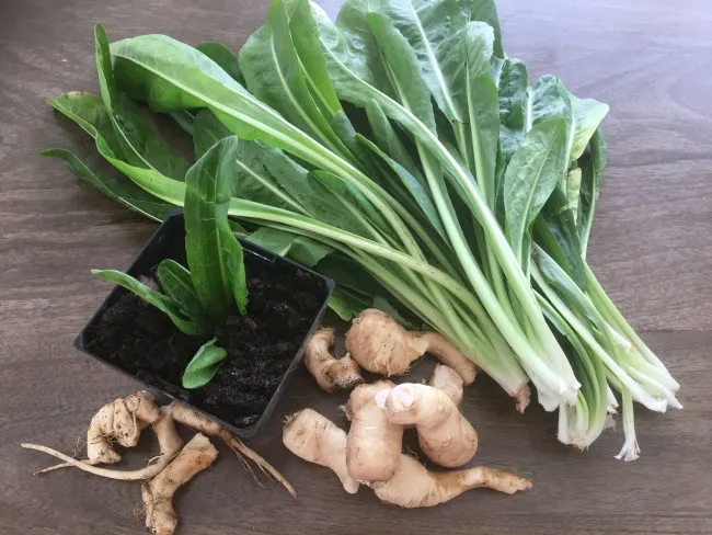 chicory fresh