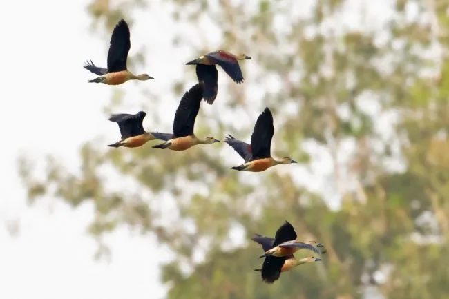 bird friendly coffee in India