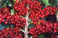 Brazil Coffee Beans