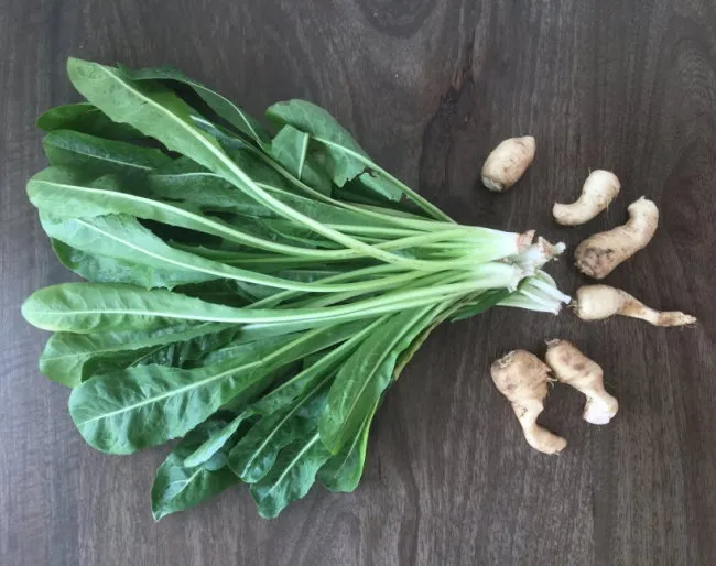 chicory plant