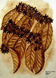 coffee 3