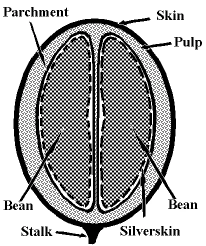 Coffee Bean detail