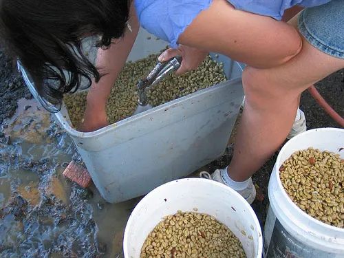 harvest coffee beans