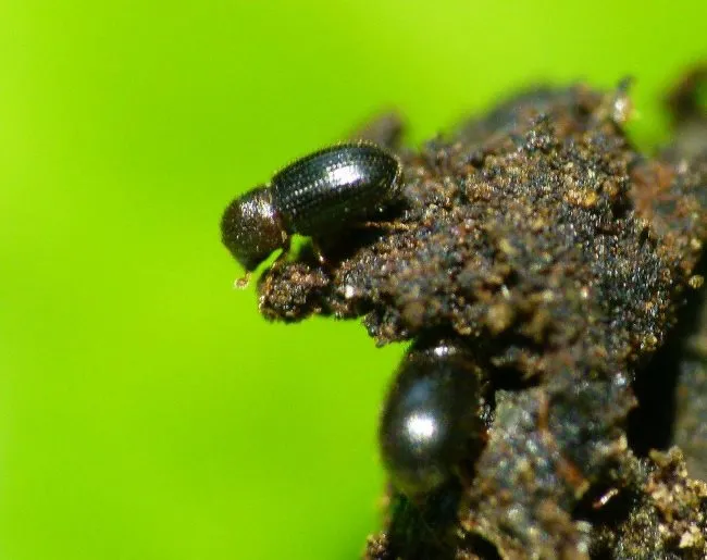 coffee borer beetle