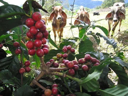 Cattle approach the Coffee plant