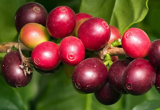coffee-cherries