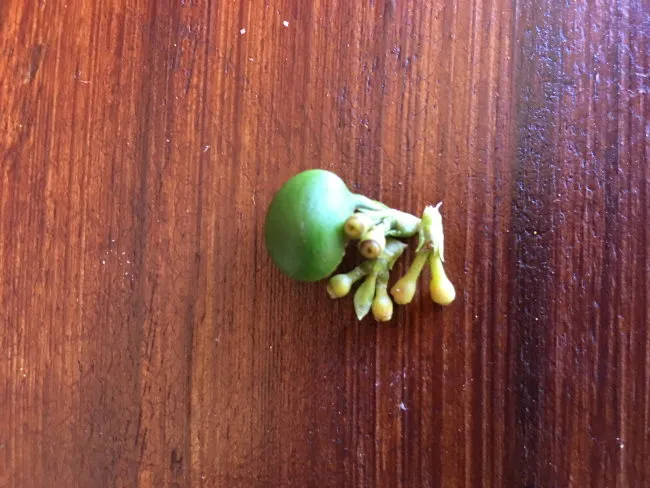 green coffee cherry
