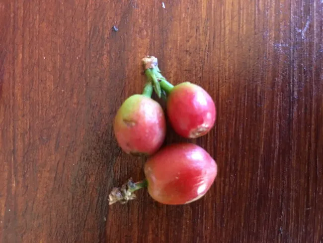 orange coffee cherry