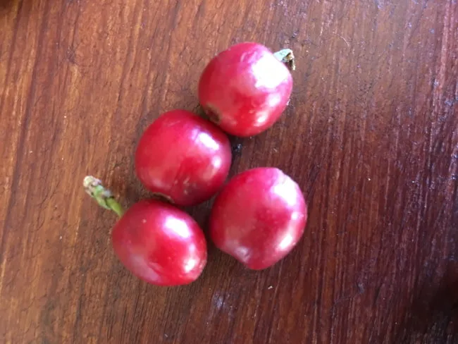 red coffee cherry