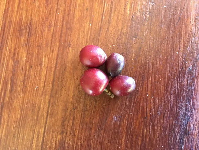 Coffee Cherries