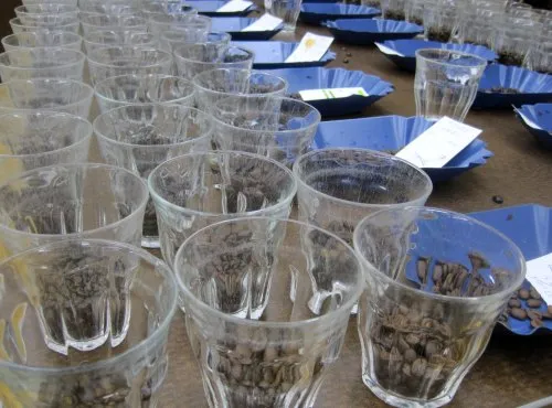 Starbucks Coffee cupping room