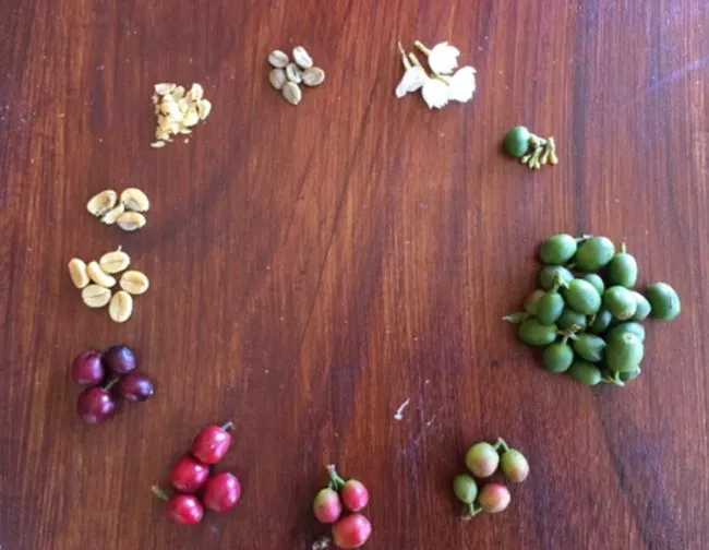 Coffee bean cycle