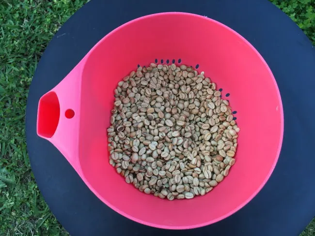 Sun drying coffee