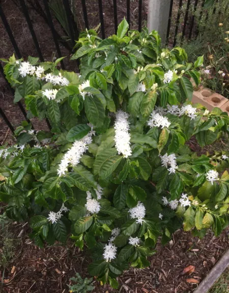 coffee plant blossom