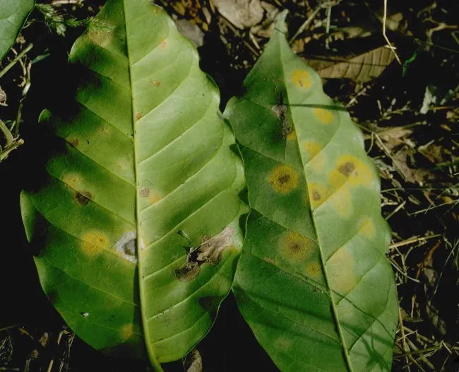 coffee rust