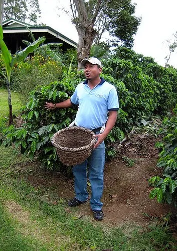 Costa Rica Coffee Farmer