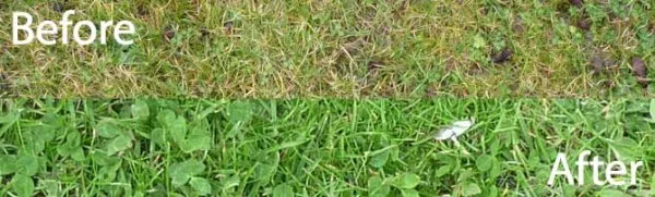 Grass before and after coffee grounds