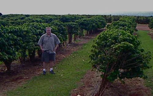 Kauai Coffee Company Plantation