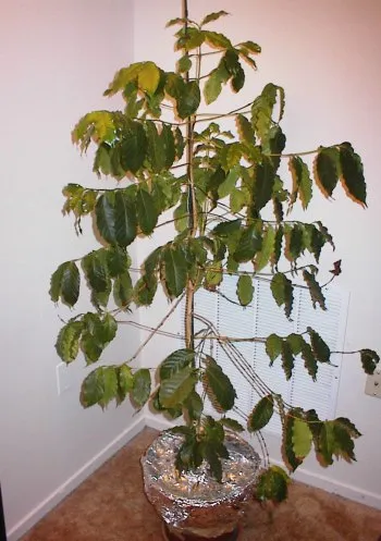 kona coffee plant