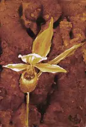 lady slipper - Coffee artwork