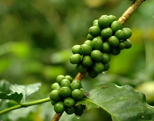Monsoon Coffee India
