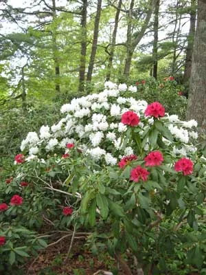 rhododendrons