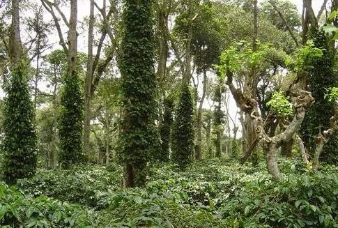 shade grown coffee plantation