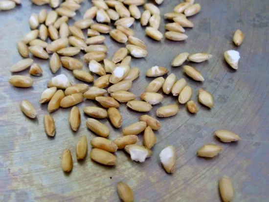 Toasted Brown Rice