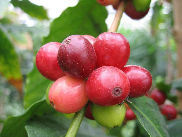 Arabica vs Robusta: No Contest