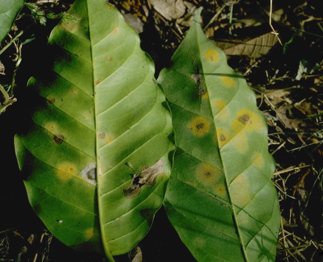 How Climate Change Is Affecting Our Coffee