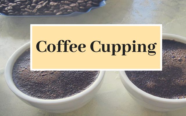 Coffee Cupping: A Basic Introduction