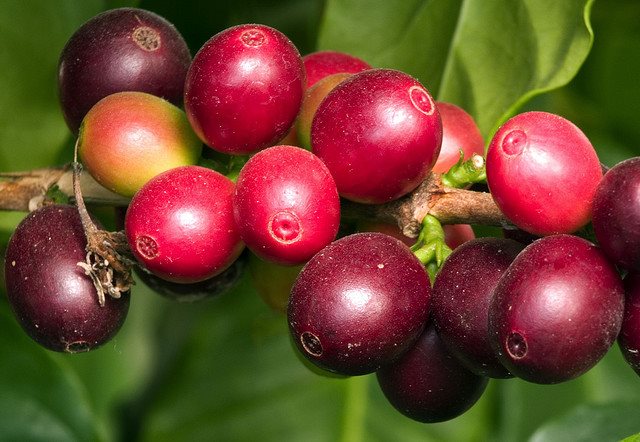 Organic Coffee – Your Cup o’ Joe?
