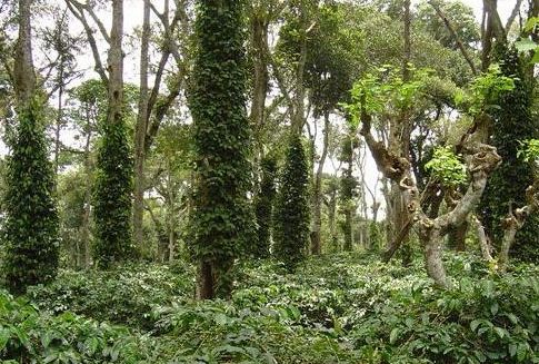 Primer on Shade Grown Coffee