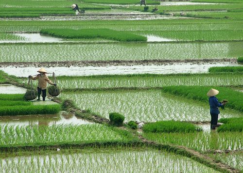 Vietnam: Silent Global Coffee Power
