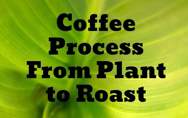 Coffee Process From Plant to Roast